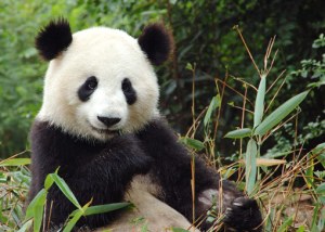 Pandas not Teaching English in China